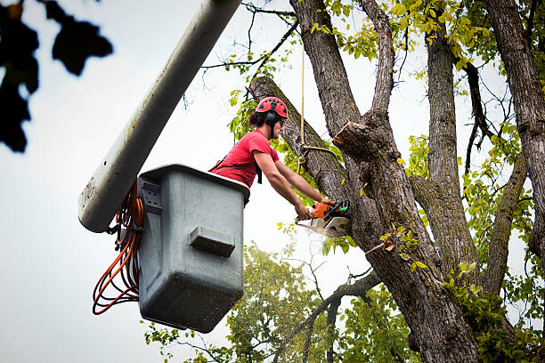 How Our Tree Care Process Works  in Denair, CA